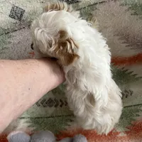 AKC Snowman, a male Yorkshire Terrier for sale in Dibble, OK – Photo 3 of 3