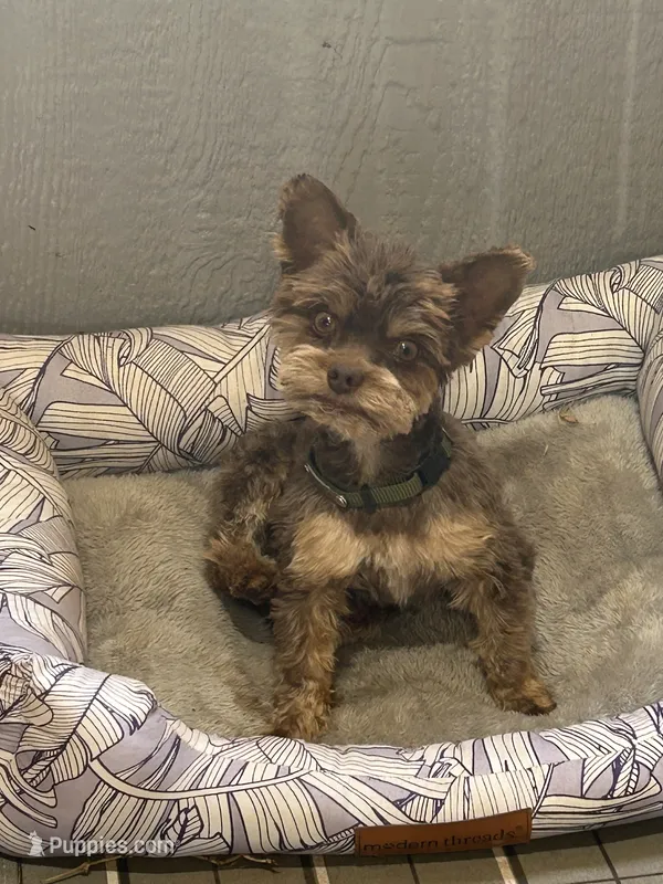 Teddy – Yorkshire Terrier puppy for sale in Blanchard, OK