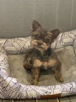 Teddy, a male Yorkshire Terrier for sale in Blanchard, OK – 1 of 2