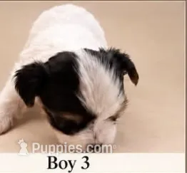 AKC Smalls – Yorkshire Terrier puppy for sale in Dibble, OK