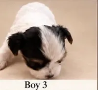 AKC Smalls, a male Yorkshire Terrier for sale in Dibble, OK – 1 of 1