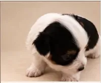 AKC Handsome, a male Yorkshire Terrier for sale in Dibble, OK – 1 of 1
