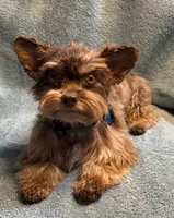 Teddy, a male Yorkshire Terrier for sale in Blanchard, OK – 2 of 2