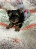 AKC LITTLE SISTER, a female Yorkshire Terrier for sale in Dibble, OK – Photo 2 of 7