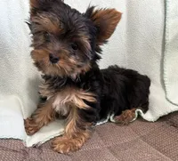 AKC LITTLE SISTER, a female Yorkshire Terrier for sale in Dibble, OK – Photo 6 of 7