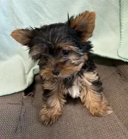 AKC LITTLE SISTER, a female Yorkshire Terrier for sale in Dibble, OK – Photo 5 of 7