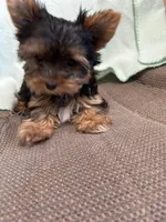 AKC LITTLE SISTER, a female Yorkshire Terrier for sale in Dibble, OK – Photo 7 of 7