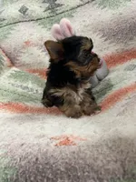 AKC LITTLE SISTER, a female Yorkshire Terrier for sale in Dibble, OK – Photo 1 of 7