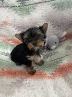 AKC LITTLE SISTER, a female Yorkshire Terrier for sale in Dibble, OK – Photo 3 of 7