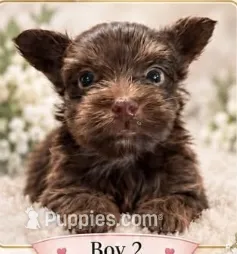 AKC Cruiser – Yorkshire Terrier puppy for sale in Dibble, OK