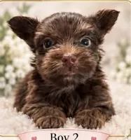 AKC Cruiser, a male Yorkshire Terrier for sale in Dibble, OK – 1 of 1