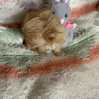 AKC Bandit, a male Yorkshire Terrier for sale in Dibble, OK – Photo 2 of 3