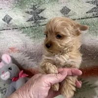 AKC Bandit, a male Yorkshire Terrier for sale in Dibble, OK – Photo 3 of 3