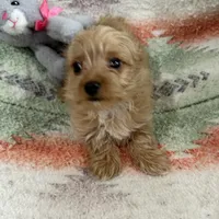 AKC Bandit, a male Yorkshire Terrier for sale in Dibble, OK – Photo 1 of 3