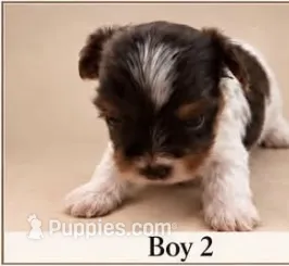 AKC FACEY – Yorkshire Terrier puppy for sale in Dibble, OK