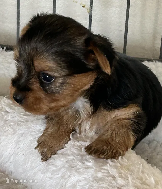 Traditional Girl – Yorkshire Terrier puppy for sale in Dibble, OK