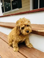 Cooper, a male Cockapoo for sale in Colorado Springs, CO – Photo 9 of 10