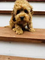 Cooper, a male Cockapoo for sale in Colorado Springs, CO – Photo 5 of 10