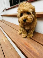 Cooper, a male Cockapoo for sale in Colorado Springs, CO – Photo 3 of 10