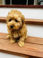 Cooper, a male Cockapoo for sale in Colorado Springs, CO – Photo 4 of 10