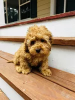 Cooper, a male Cockapoo for sale in Colorado Springs, CO – Photo 6 of 10