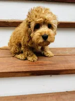 Cooper, a male Cockapoo for sale in Colorado Springs, CO – Photo 7 of 10