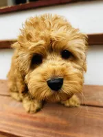 Cooper, a male Cockapoo for sale in Colorado Springs, CO – Photo 8 of 10