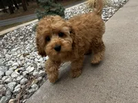 Cooper, a male Cockapoo for sale in Colorado Springs, CO – Photo 10 of 10