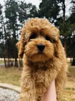 Cooper, a male Cockapoo for sale in Colorado Springs, CO – Photo 2 of 10
