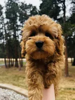 Cooper, a male Cockapoo for sale in Colorado Springs, CO – Photo 1 of 10