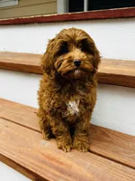 Lily, a female Cockapoo for sale in Colorado Springs, CO – Photo 3 of 6