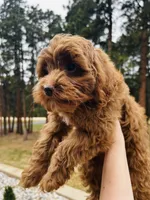 Lily, a female Cockapoo for sale in Colorado Springs, CO – Photo 4 of 6