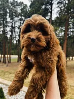 Lily, a female Cockapoo for sale in Colorado Springs, CO – Photo 2 of 6