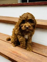 Lily, a female Cockapoo for sale in Colorado Springs, CO – Photo 5 of 6