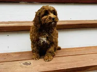 Lily, a female Cockapoo for sale in Colorado Springs, CO – Photo 6 of 6