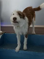 Peaches, a female Jack Russell Terrier for sale in Arizona City, AZ – Photo 7 of 10