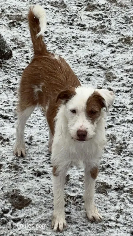Peaches – Jack Russell Terrier puppy for sale in Arizona City, AZ
