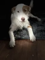 Peaches, a female Jack Russell Terrier for sale in Arizona City, AZ – Photo 8 of 10