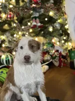 Peaches, a female Jack Russell Terrier for sale in Arizona City, AZ – Photo 3 of 10