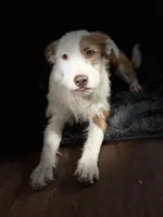 Peaches, a female Jack Russell Terrier for sale in Arizona City, AZ – Photo 9 of 10