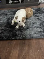 Peaches, a female Jack Russell Terrier for sale in Arizona City, AZ – Photo 10 of 10