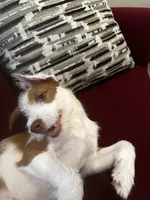 Peaches, a female Jack Russell Terrier for sale in Arizona City, AZ – Photo 4 of 10