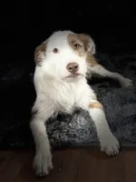 Peaches, a female Jack Russell Terrier for sale in Arizona City, AZ – Photo 2 of 10