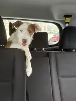 Peaches, a female Jack Russell Terrier for sale in Arizona City, AZ – Photo 5 of 10