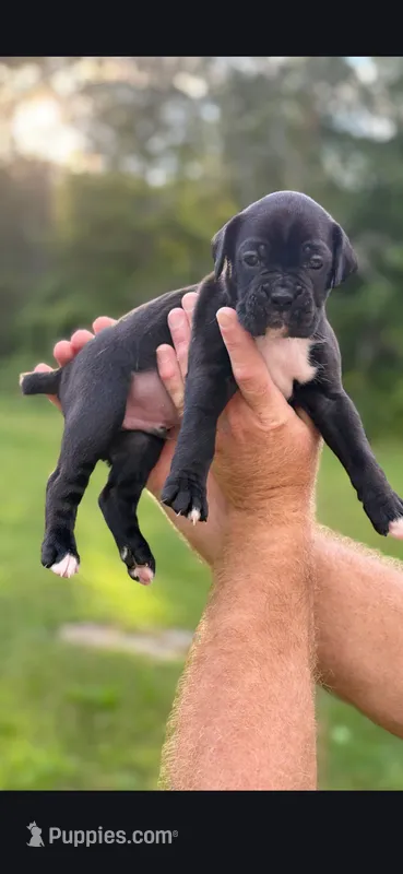 Shadow – Boxer puppy for sale in Rehoboth, MA