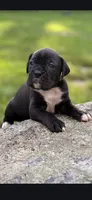 Shadow, a male Boxer for sale in Rehoboth, MA – 2 of 2