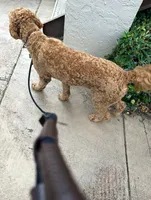 Loki , a male Goldendoodle for sale in Plantation, FL – 2 of 8