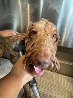 Loki , a male Goldendoodle for sale in Plantation, FL – 3 of 8