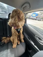 Loki , a male Goldendoodle for sale in Plantation, FL – 6 of 8