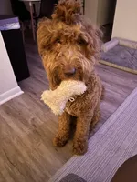 Loki , a male Goldendoodle for sale in Plantation, FL – Photo 5 of 9